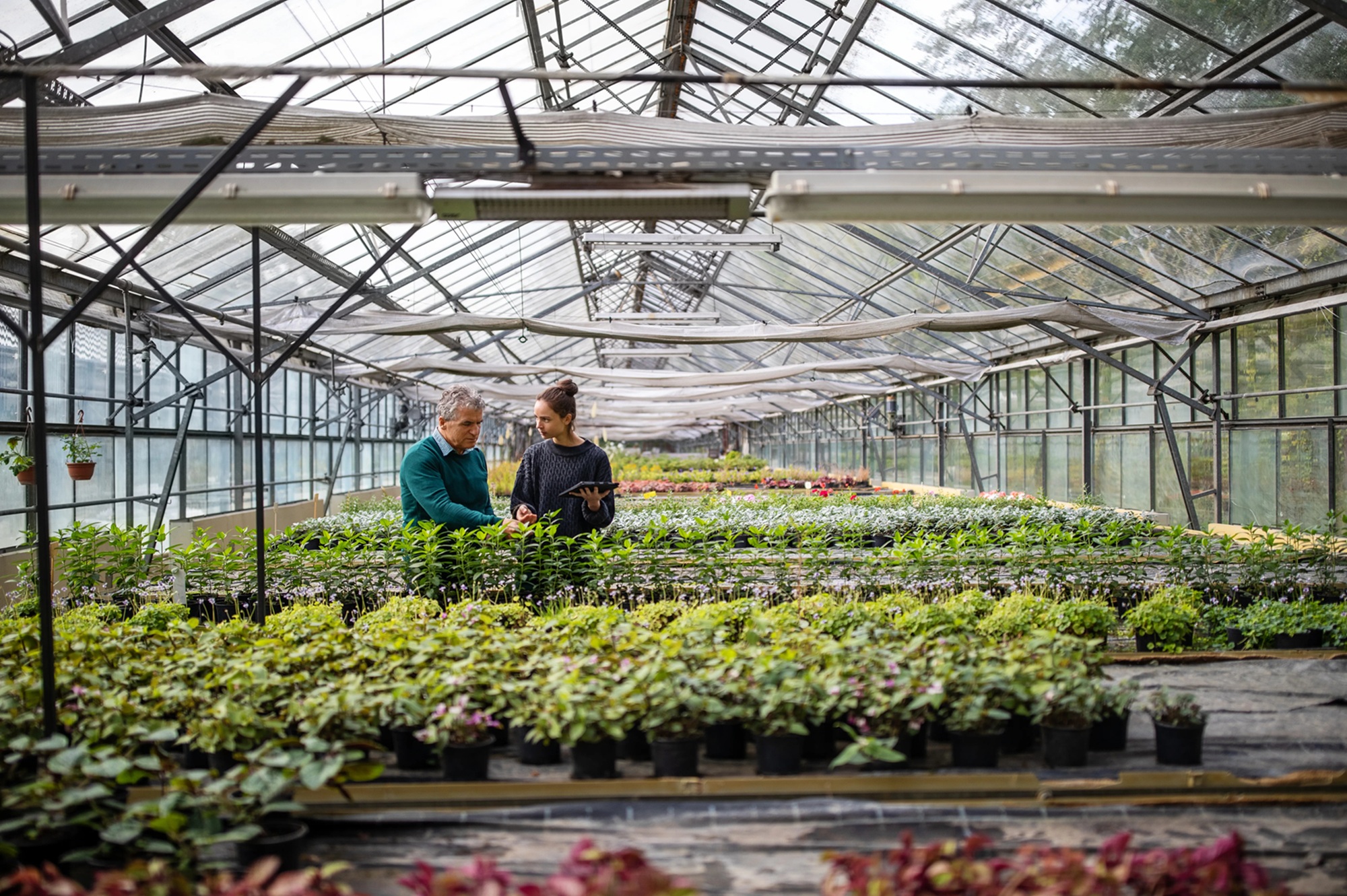 Een man en een vrouw werken overdag in een plantenkas, waarbij de vrouw daarnaast een tablet vastheeft.